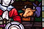 Detail, Ox, from The Nativity or McMartin Memorial Window by Meikle Stained Glass Studio Toronto